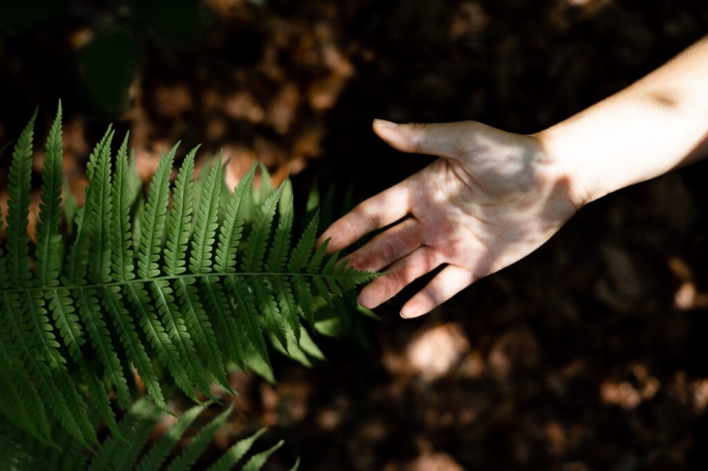 a woman s hand and a fern leaf man and nature utc dimensioni grandi